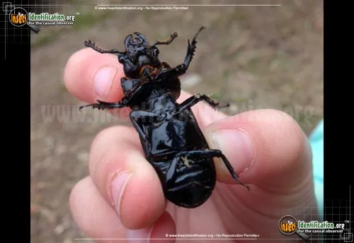Scarites Ground Beetle - photo 6