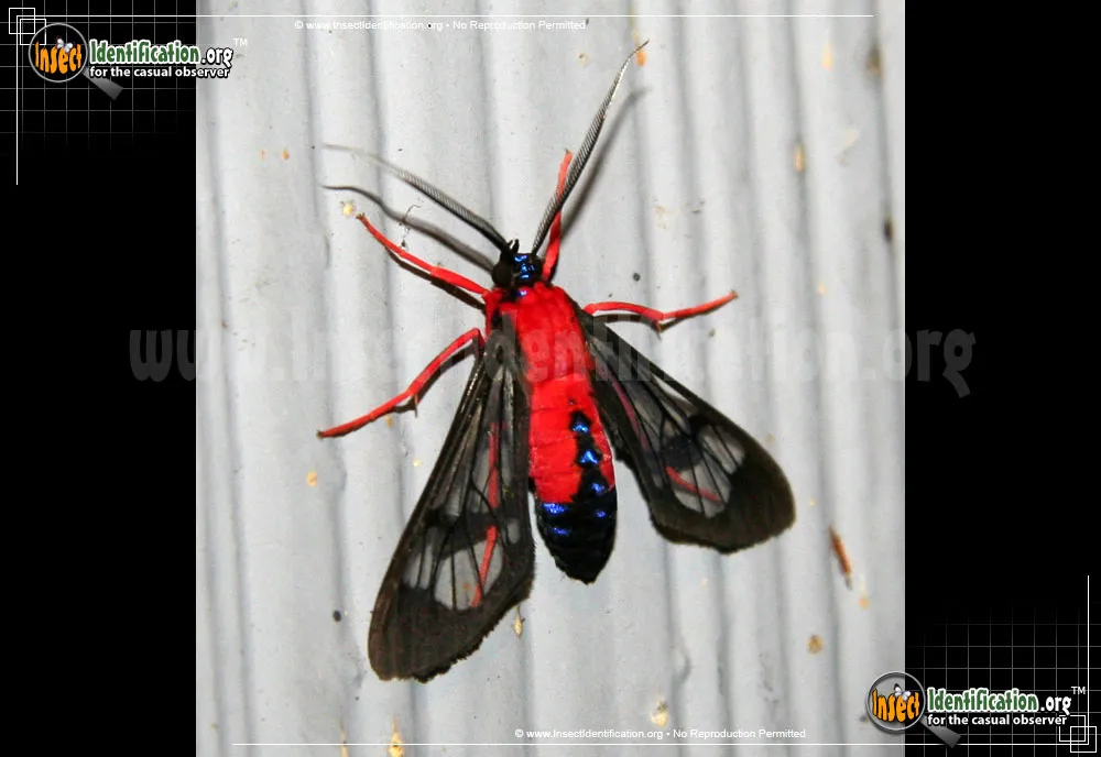 Scarlet-bodied Wasp Moth