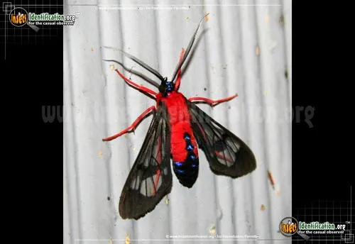 Scarlet-bodied Wasp Moth - photo 2