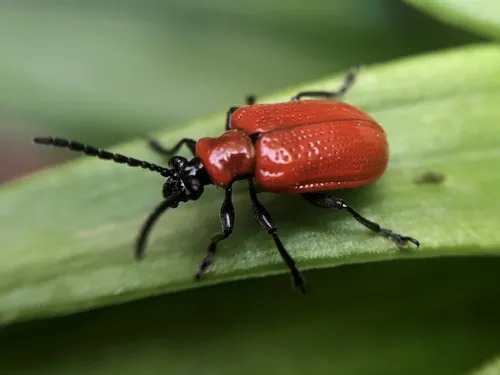 Scarlet Lily Beetle