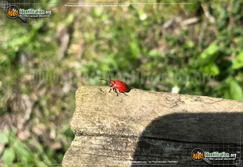 Scarlet Lily Beetle - photo 4
