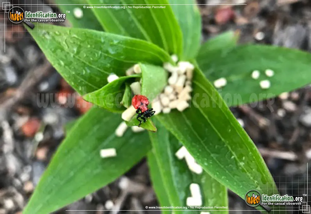 Scarlet Lily Beetle - photo 5
