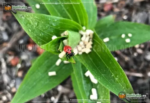 Scarlet Lily Beetle - photo 6