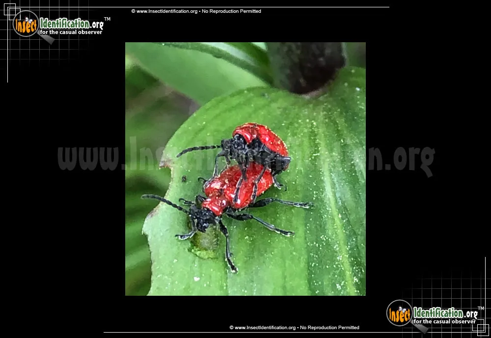 Scarlet Lily Beetle - photo 8