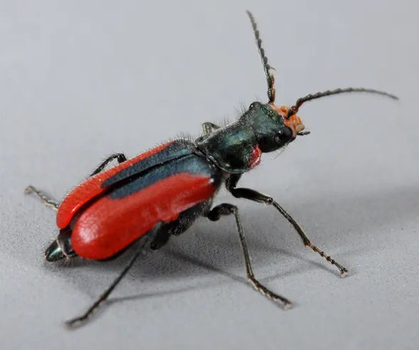 Scarlet Malachite Beetle - photo 3