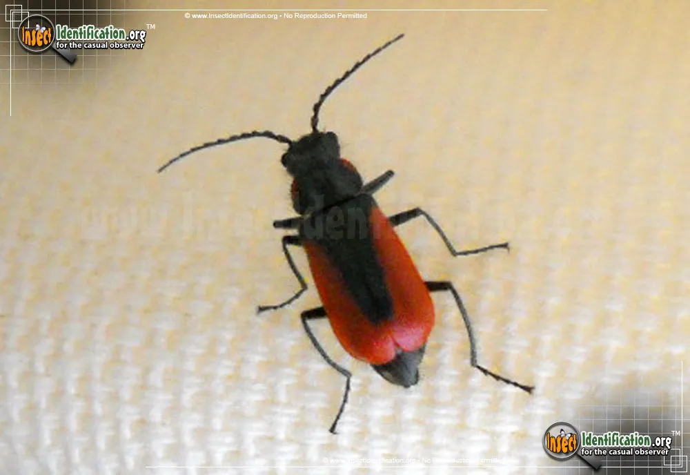 Scarlet Malachite Beetle - photo 4
