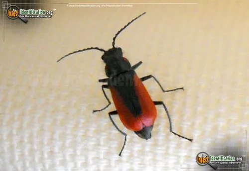 Scarlet Malachite Beetle - photo 5