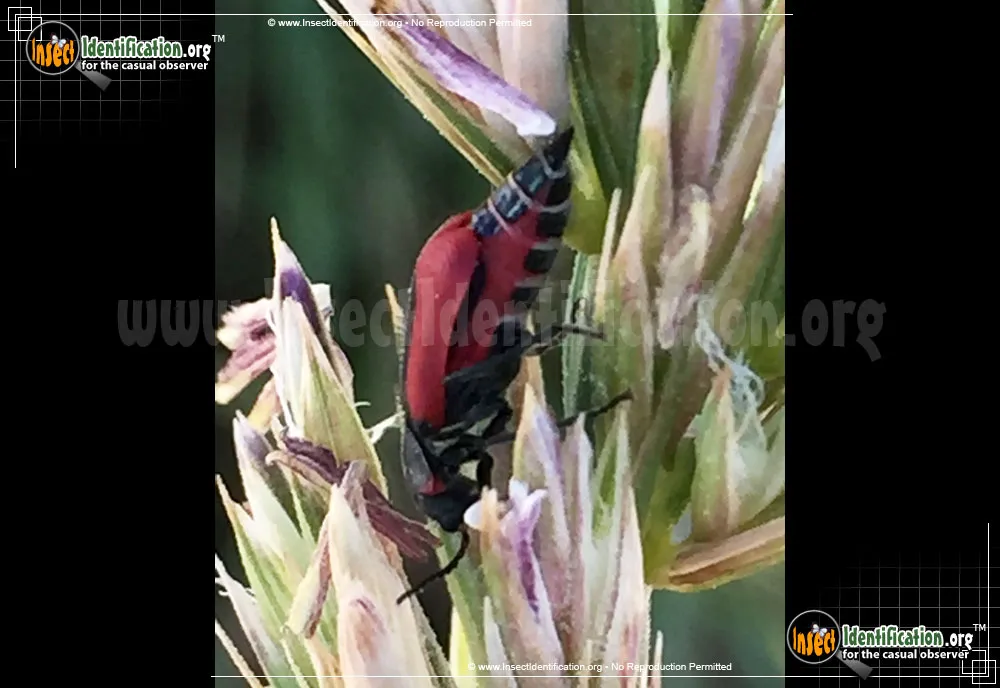 Scarlet Malachite Beetle - photo 6