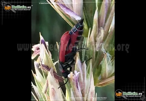 Scarlet Malachite Beetle - photo 7