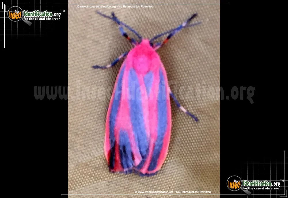 Scarlet-winged Lichen Moth