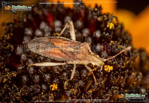 Scentless Plant Bug - photo 2