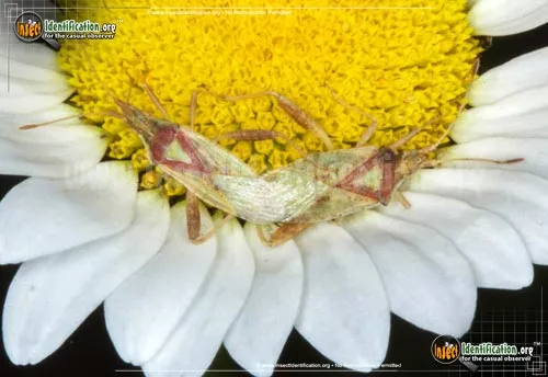 Scentless Plant Bug - photo 4