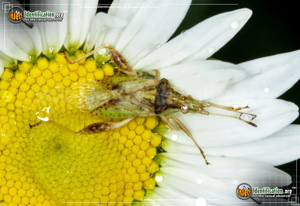 Scentless Plant Bug - photo 5