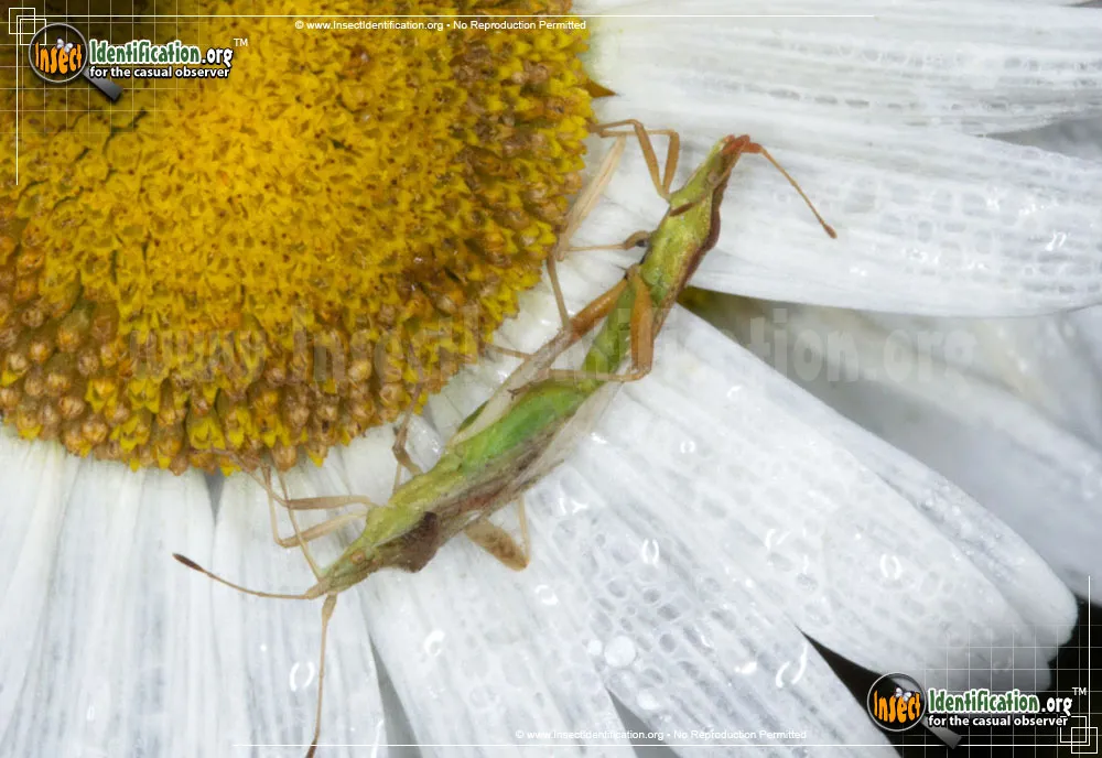 Scentless Plant Bug - photo 7