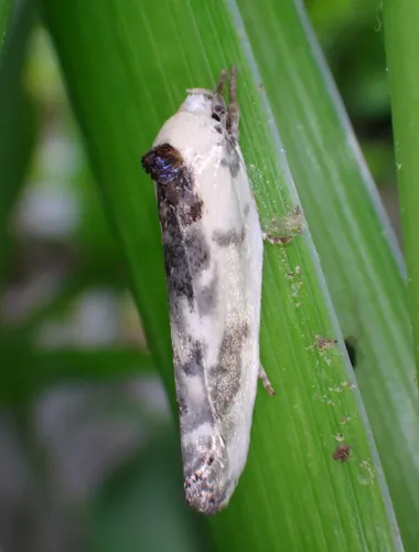 Schlaeger's Fruitworm Moth