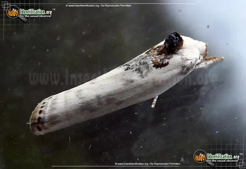 Schlaeger's Fruitworm Moth - photo 8