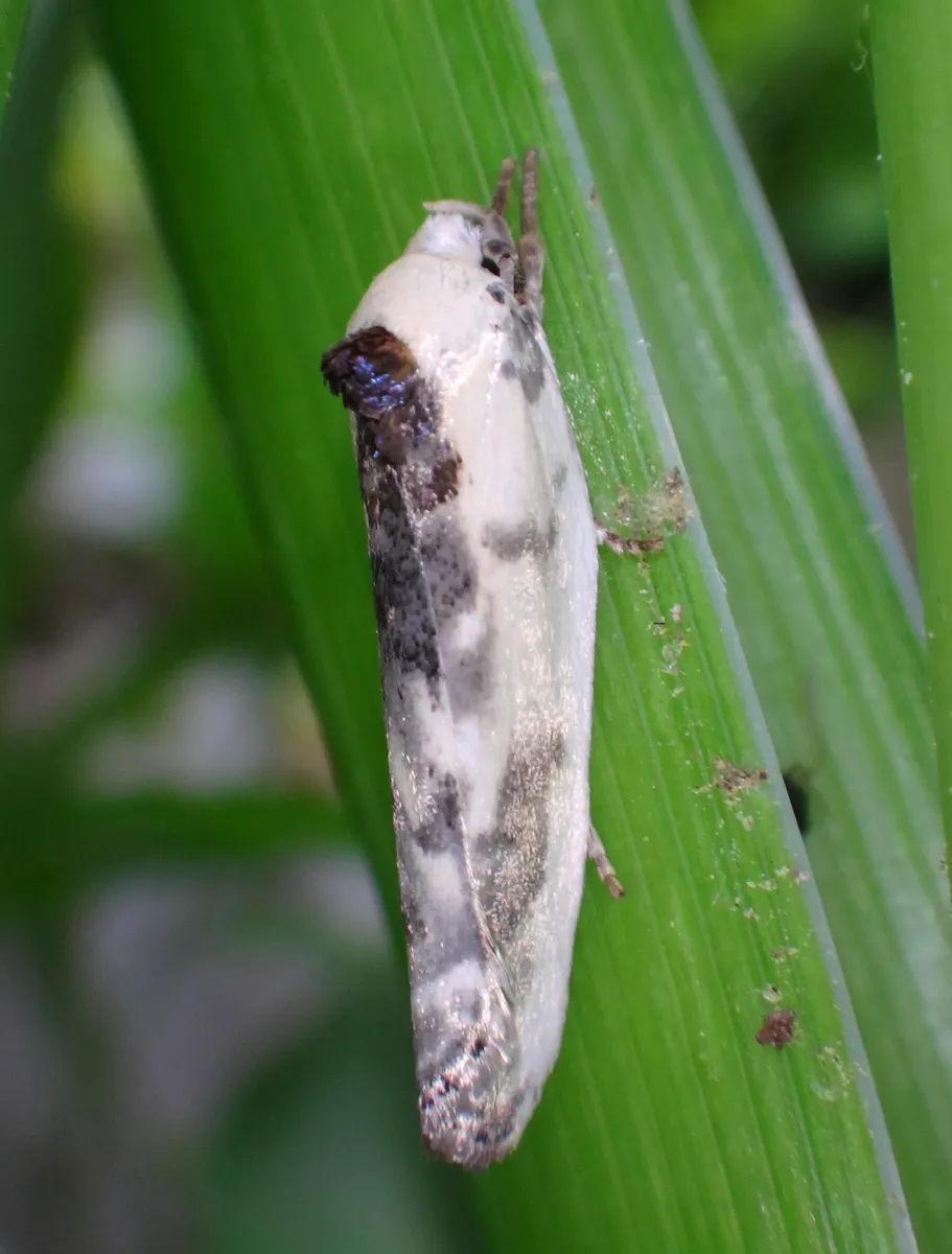 Schlaeger's Fruitworm Moth - photo 2