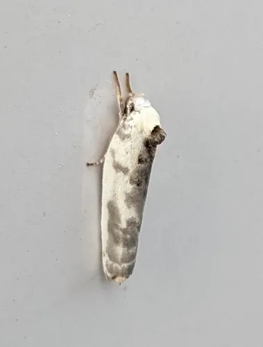 Schlaeger's Fruitworm Moth - photo 3