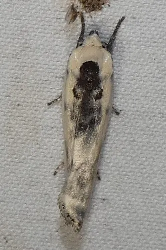 Schlaeger's Fruitworm Moth - photo 4