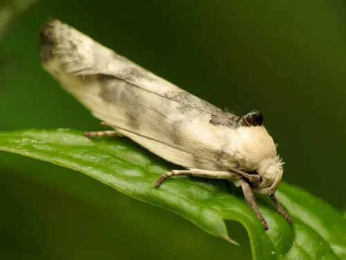 Schlaeger's Fruitworm Moth - photo 5