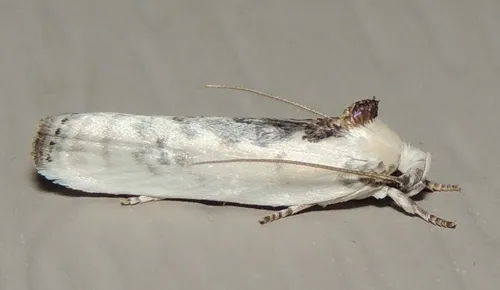 Schlaeger's Fruitworm Moth - photo 6