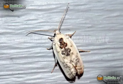 Schlaeger's Fruitworm Moth - photo 7