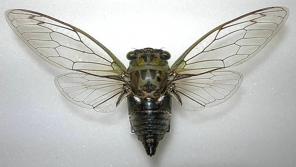 Scissor Grinder Cicada - photo 3