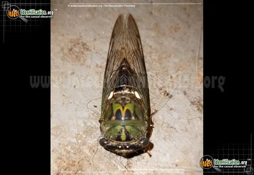 Scissor Grinder Cicada - photo 4