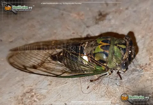 Scissor Grinder Cicada - photo 5