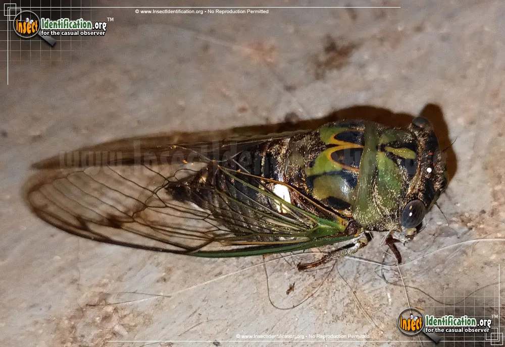 Scissor Grinder Cicada - photo 6