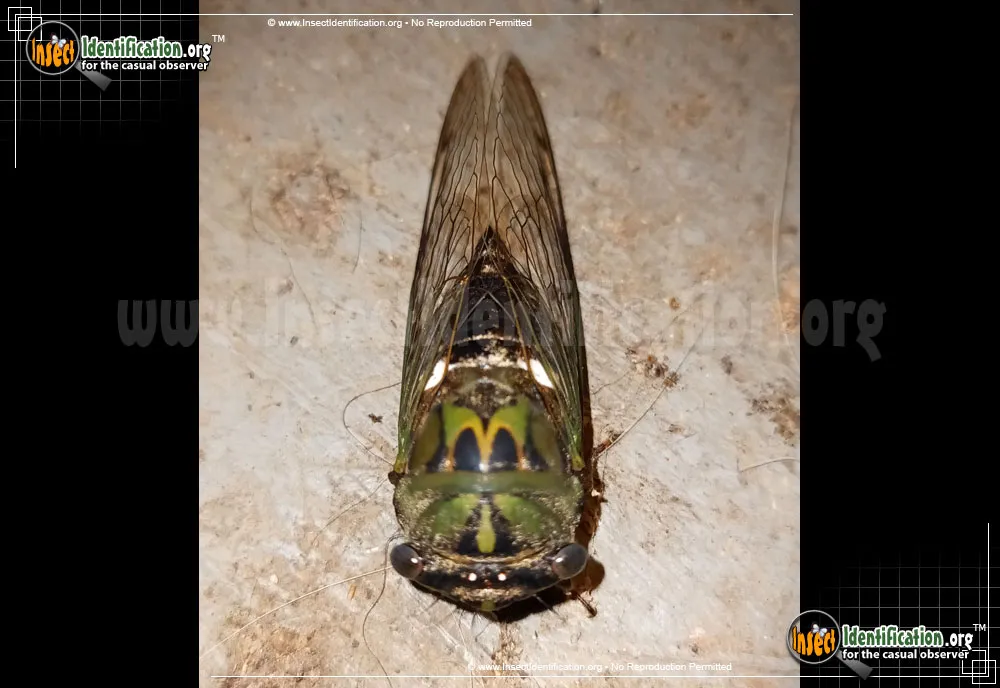 Scissor Grinder Cicada - photo 7