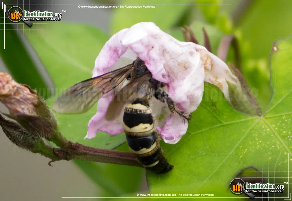 Scoliid Wasp - Campsomeris plumipes fossulana