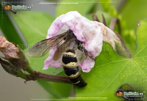 Scoliid Wasp - photo 2
