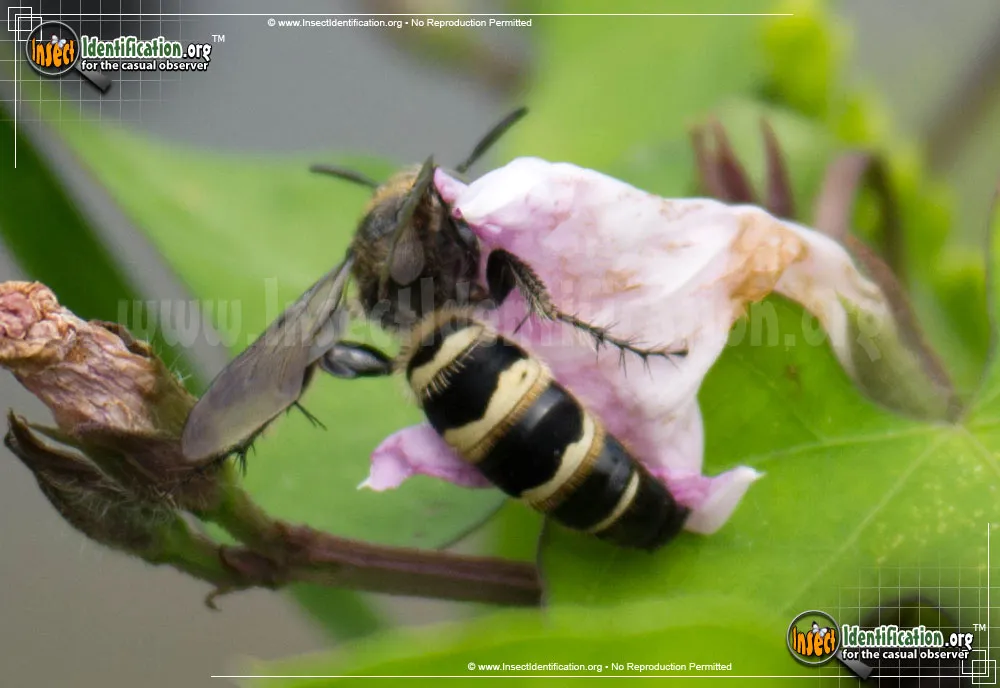 Scoliid Wasp - photo 3