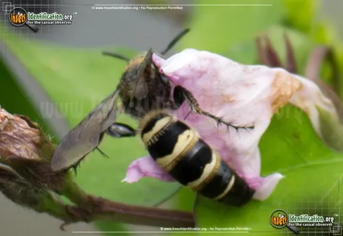 Scoliid Wasp - photo 4