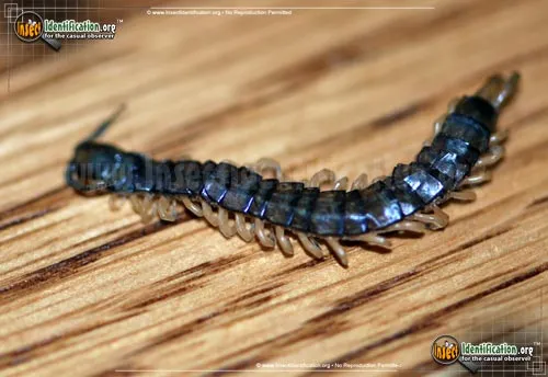 Scolopendrid Centipede - photo 2