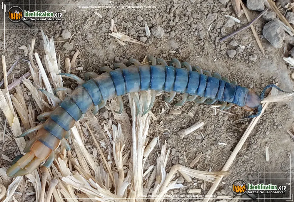 Scolopendrid Centipede - photo 3