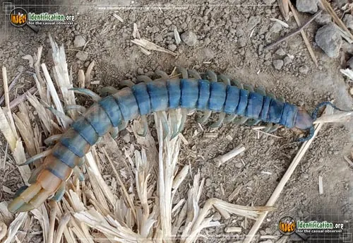 Scolopendrid Centipede - photo 4