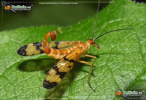Scorpionfly - photo 2