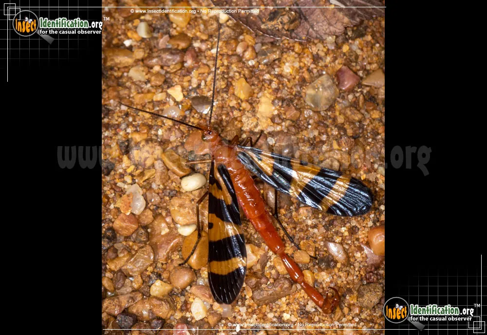 Scorpionfly - photo 3