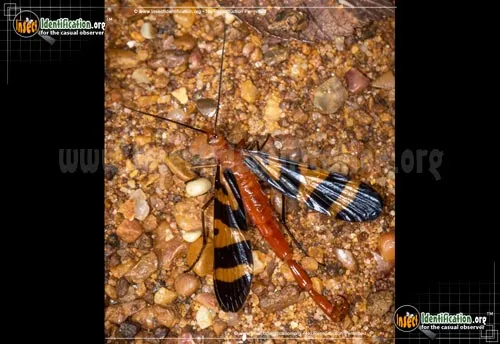 Scorpionfly - photo 4