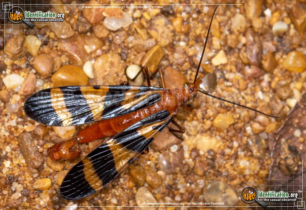 Scorpionfly - photo 5