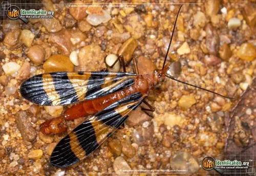 Scorpionfly - photo 6