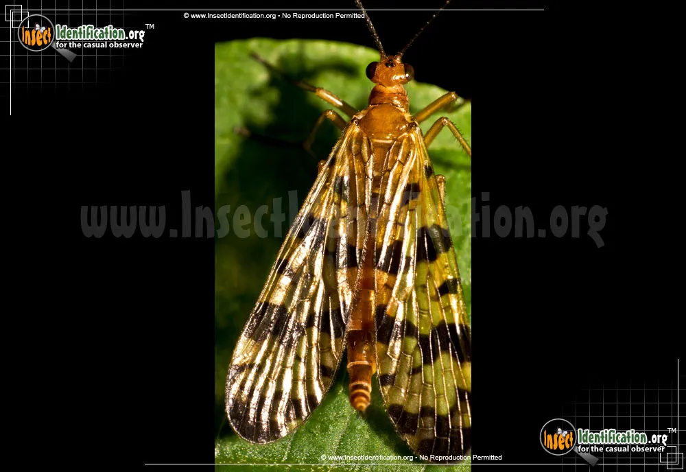 Scorpionfly - photo 7