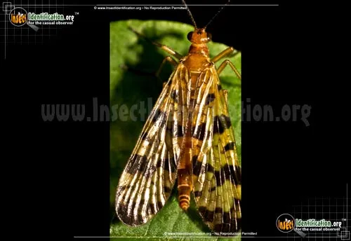 Scorpionfly - photo 8