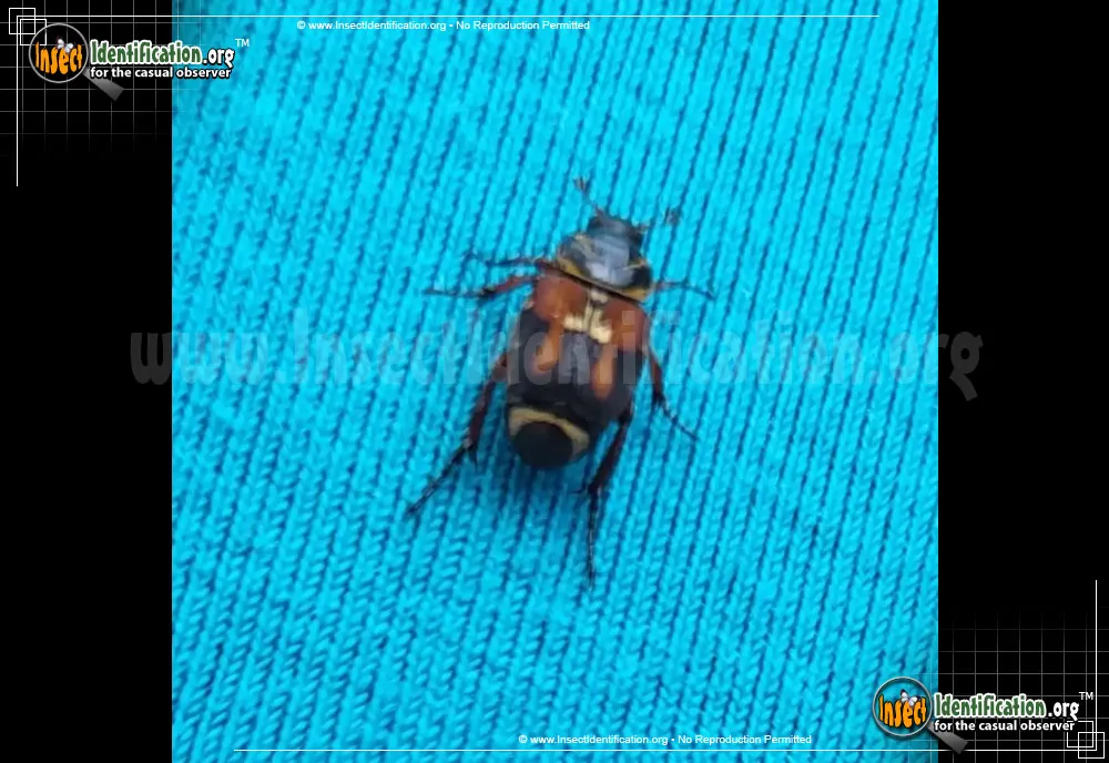Scrub Palmetto Scarab Beetle