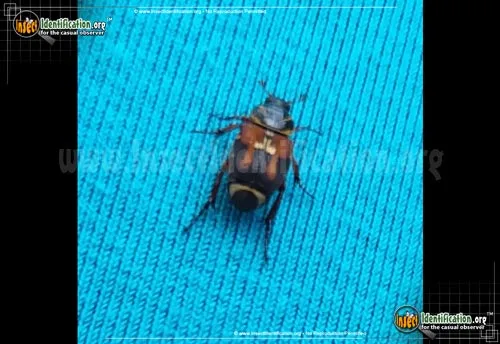 Scrub Palmetto Scarab Beetle - photo 2