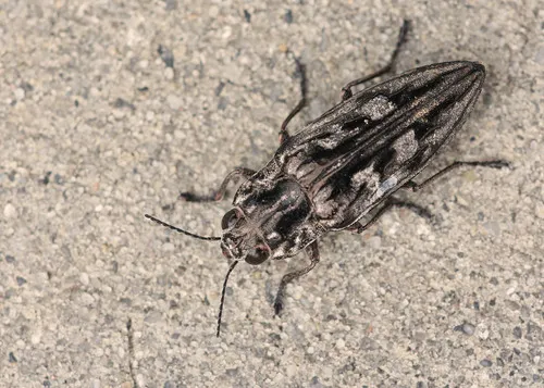 Sculptured Pine Borer Beetle