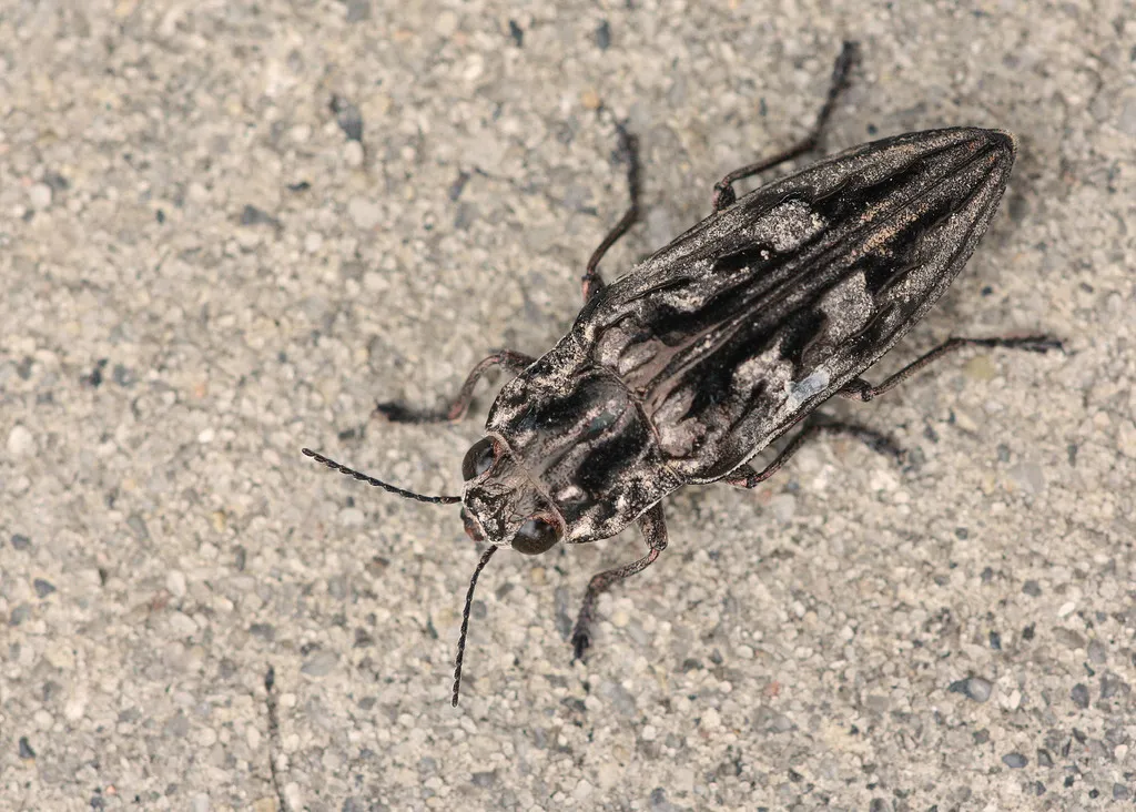 Sculptured Pine Borer Beetle - photo 2