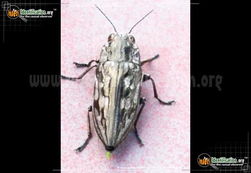 Sculptured Pine Borer Beetle - photo 4
